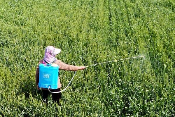莠去津的作用及使用方法,可有效防除一年生禾本科杂草和阔叶杂草