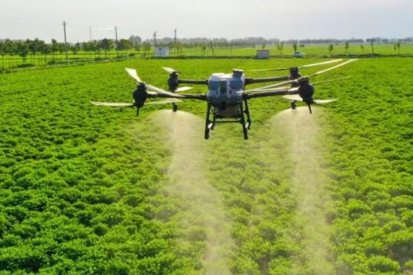 莠去津的作用及使用方法,可有效防除一年生禾本科杂草和阔叶杂草