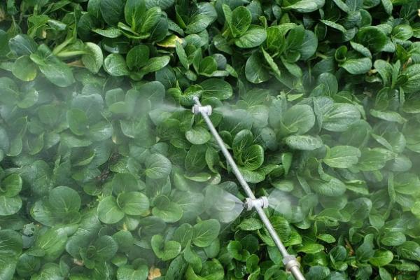 莠去津的作用及使用方法,可有效防除一年生禾本科杂草和阔叶杂草