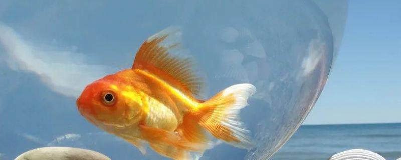 金鱼和乌龟能一起养吗