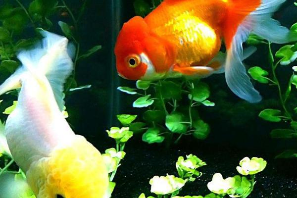 金鱼和乌龟能一起养吗，适合的水位不同不建议一起养