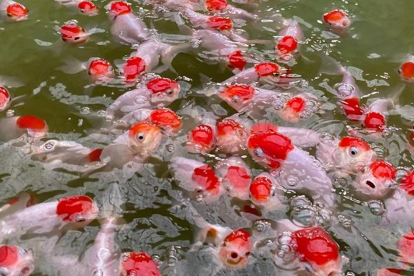 金鱼和乌龟能一起养吗，适合的水位不同不建议一起养