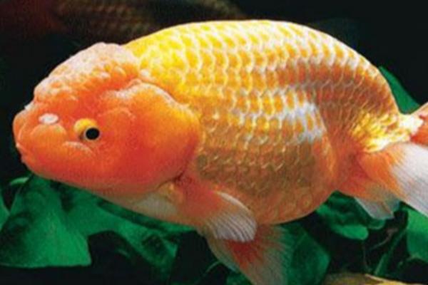 金鱼和乌龟能一起养吗，适合的水位不同不建议一起养