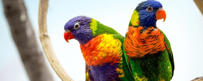 鹦鹉学人说话的原因