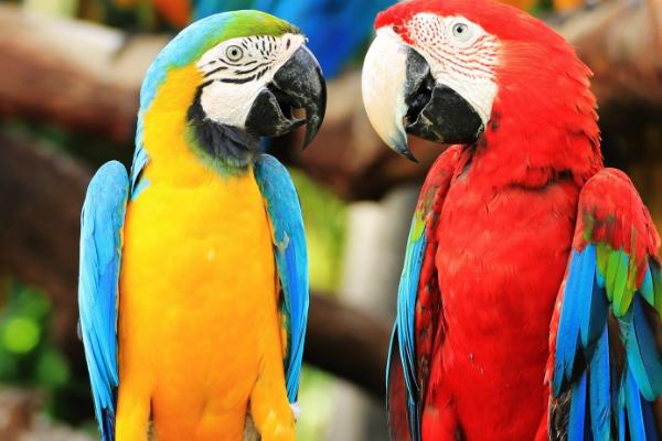 鹦鹉学人说话的原因,具有特殊的神经元、可以模仿人类的声音