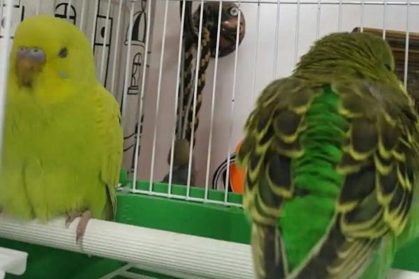 鹦鹉学人说话的原因,具有特殊的神经元、可以模仿人类的声音