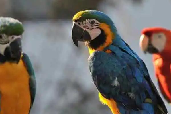 鹦鹉学人说话的原因,具有特殊的神经元、可以模仿人类的声音