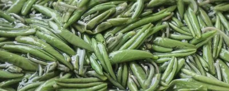 莼菜能放冰箱吗