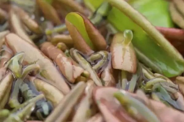 莼菜能放冰箱吗,冰箱保存可维持新鲜一周左右