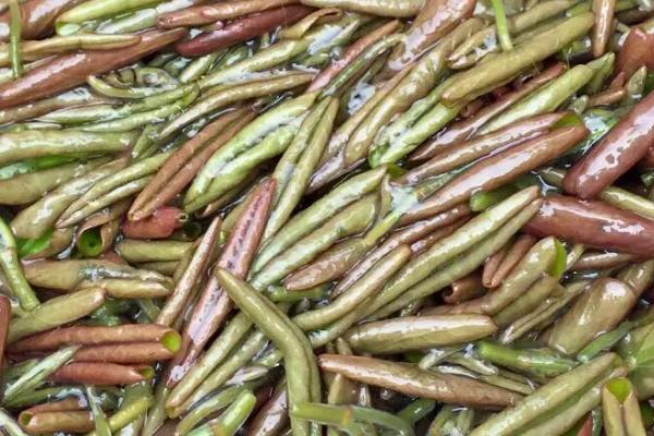 莼菜能放冰箱吗,冰箱保存可维持新鲜一周左右