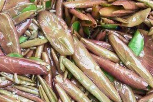 莼菜能放冰箱吗,冰箱保存可维持新鲜一周左右