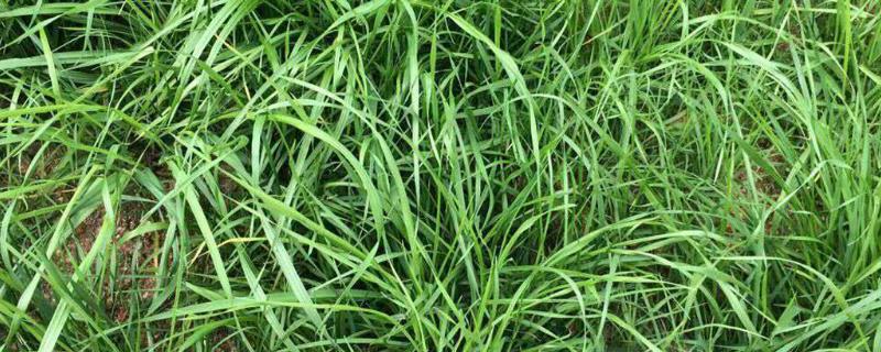 灵斯科杰的防治范围