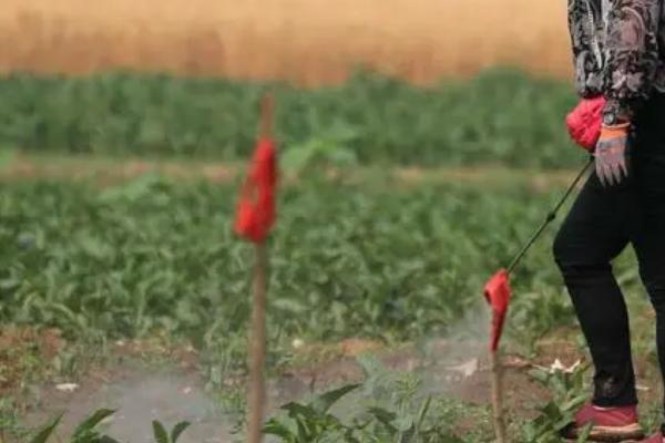 灵斯科杰的防治范围,可有效防除阔叶杂草以及一年生莎草