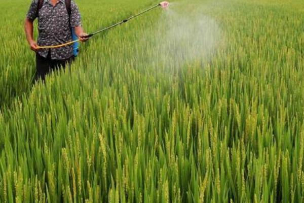 灵斯科杰的防治范围,可有效防除阔叶杂草以及一年生莎草