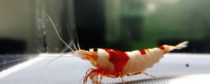 钻石虾好不好养