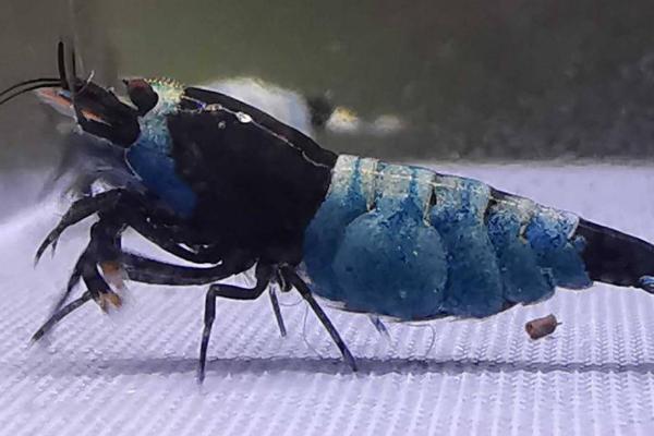 钻石虾好不好养,饲养难度不高