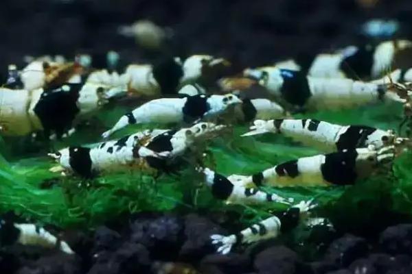 钻石虾好不好养,饲养难度不高