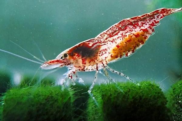 钻石虾好不好养,饲养难度不高