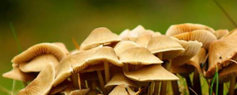 怎么利用沼渣种植蘑菇