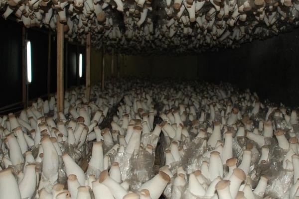 怎么利用沼渣种植蘑菇,需经过暴晒才能使用