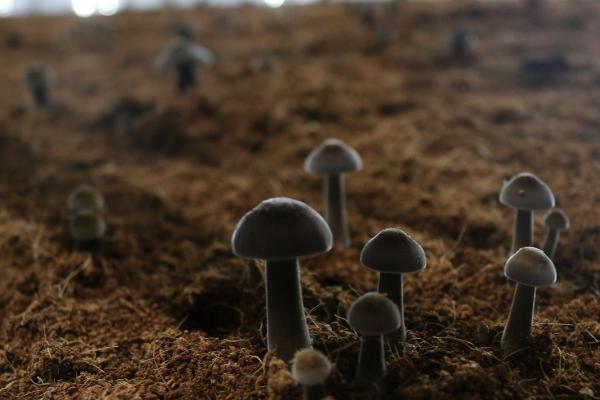 怎么利用沼渣种植蘑菇,需经过暴晒才能使用