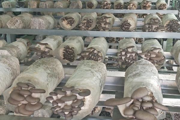 怎么利用沼渣种植蘑菇,需经过暴晒才能使用