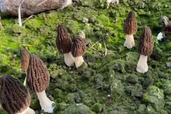 怎么利用沼渣种植蘑菇,需经过暴晒才能使用