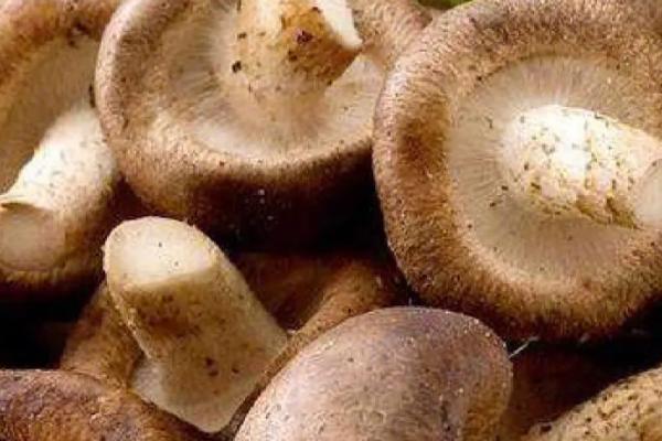 怎么利用沼渣种植蘑菇,需经过暴晒才能使用