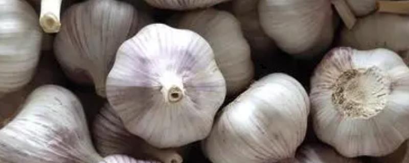 白皮蒜和紫皮蒜的区别