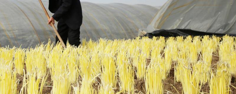 韭黄的收割时间