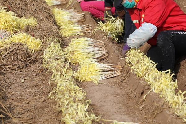 韭黄的收割时间,一般可在立春收割