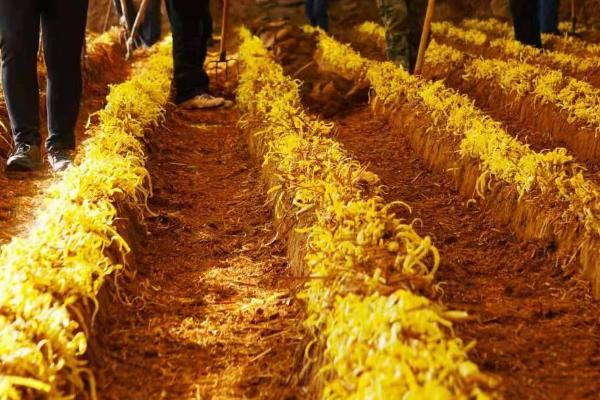 韭黄的收割时间,一般可在立春收割