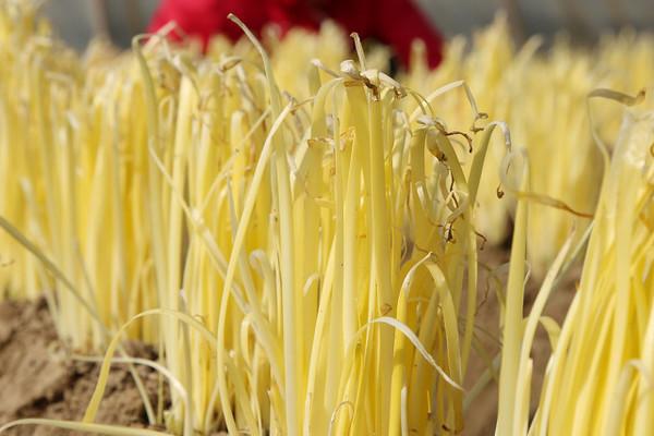 韭黄的收割时间,一般可在立春收割