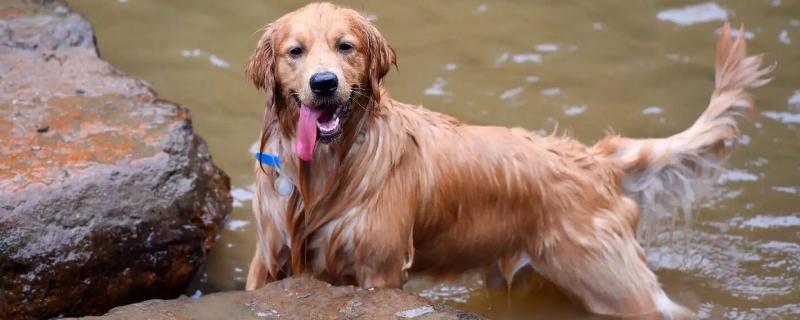 狗狗中暑的正确处理方法