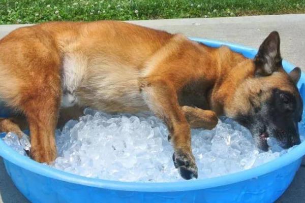 狗狗中暑的正确处理方法,需及时转移到阴凉通风的地方