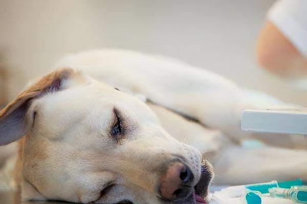 狗狗中暑的正确处理方法,需及时转移到阴凉通风的地方