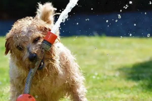 狗狗中暑的正确处理方法,需及时转移到阴凉通风的地方