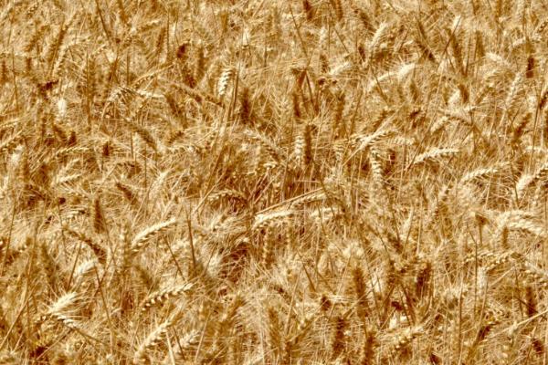 郑育麦9987小麦种简介，全生育期为231天