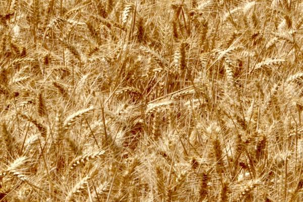 郑育麦9987小麦种简介，全生育期为231天