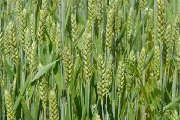 郑育麦9987小麦种简介，全生育期为231天