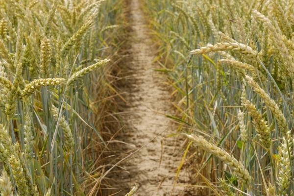 郑育麦9987小麦种简介，全生育期为231天