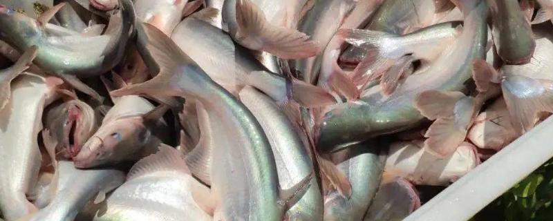 巴沙鱼有鱼鳞吗