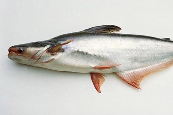 巴沙鱼有鱼鳞吗,是无鱼鳞的鱼类