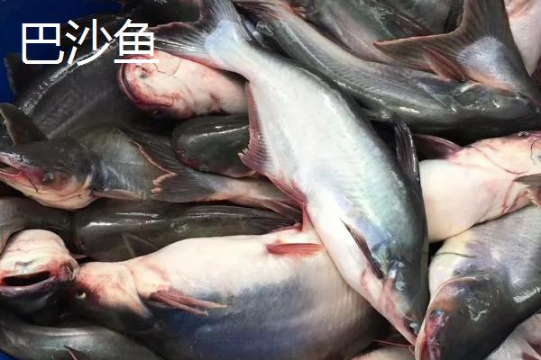 巴沙鱼有鱼鳞吗,是无鱼鳞的鱼类