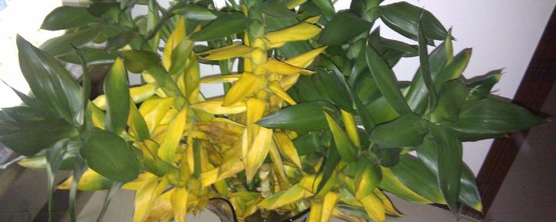 荷花竹叶子发黄的原因