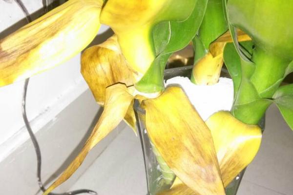 荷花竹叶子发黄的原因,阳光直射或施肥过多均会导致