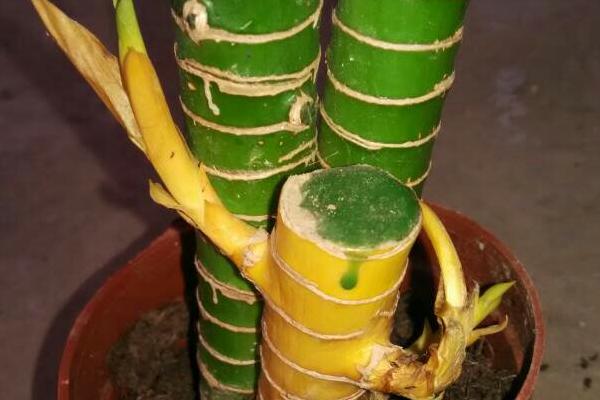 荷花竹叶子发黄的原因,阳光直射或施肥过多均会导致