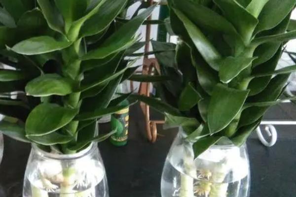 荷花竹叶子发黄的原因,阳光直射或施肥过多均会导致