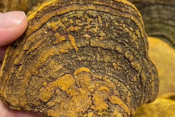 什么是桑黄，是一种呈扇面形状的菌类