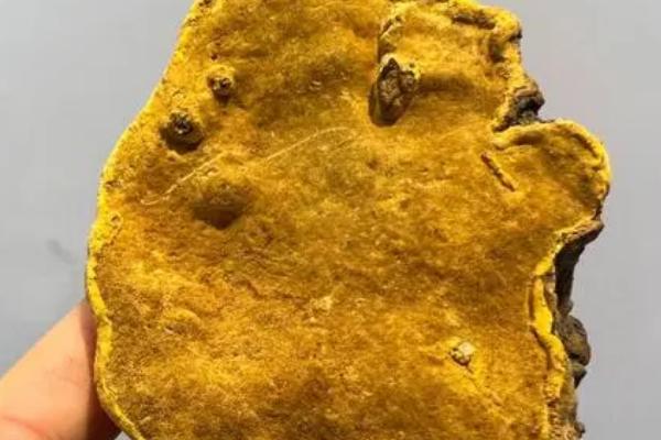 什么是桑黄，是一种呈扇面形状的菌类